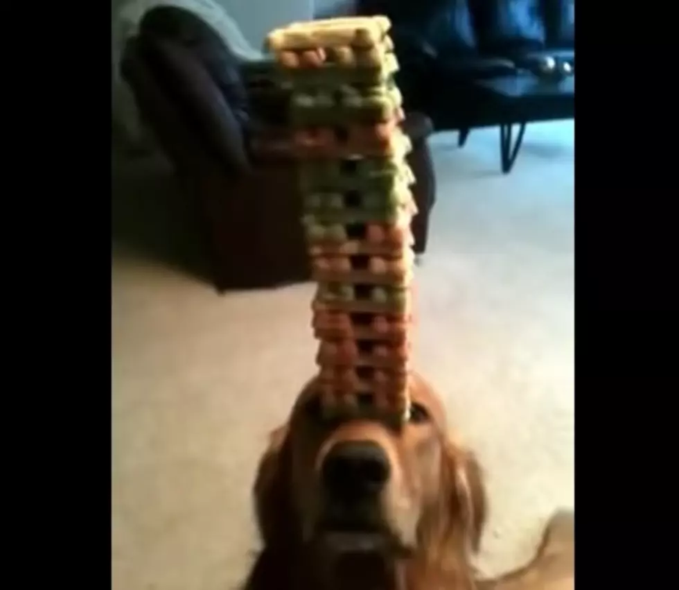 That&#8217;s A Good Boy: Dog Balances How Many Treats On His Nose?!?