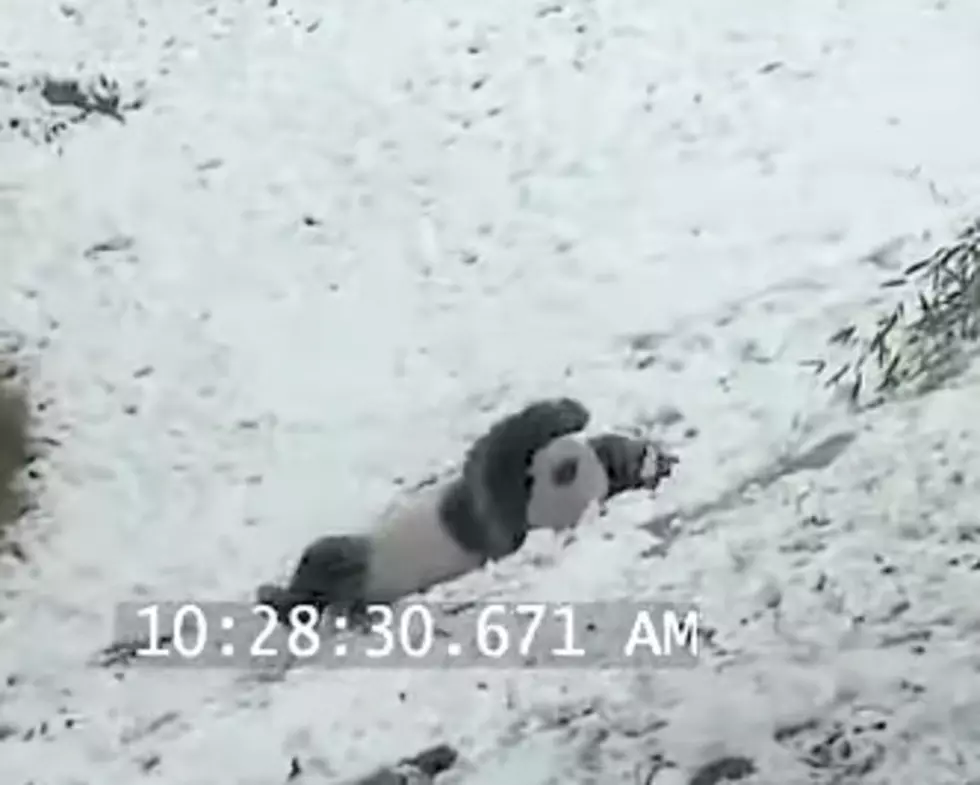 He’s Got The Right Idea: Giant Panda Loves The Snow