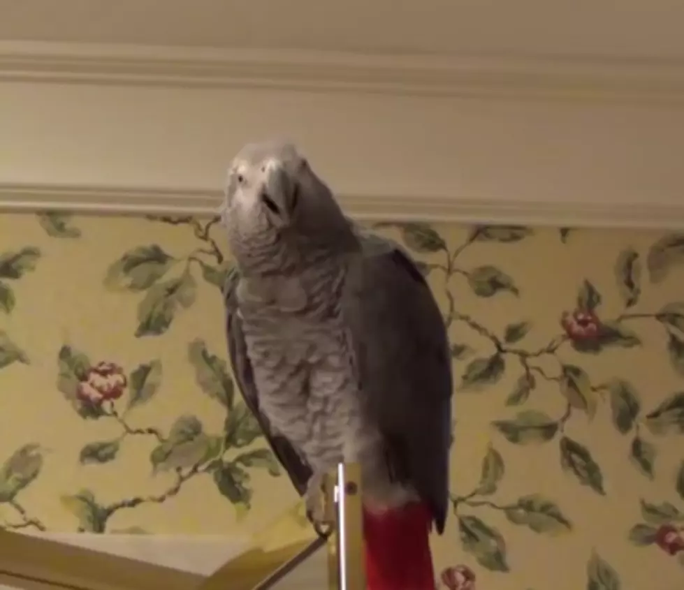 Parrot Does Best Matthew McConaughey Impression Ever!
