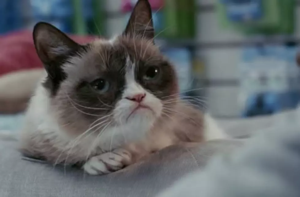 Grumpy Cat Has Made Her Owners Very Rich!