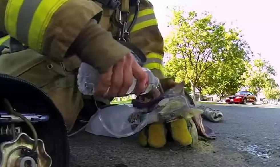 Incredible Firefighter Animal Rescues