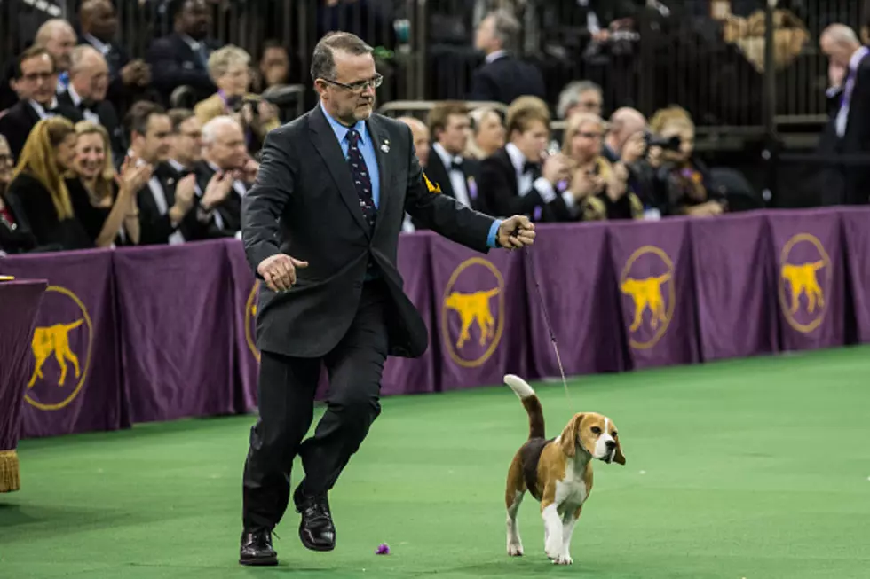 Beagle Wins Best in Show at Westminster