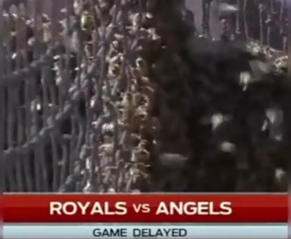 Bees Shut Down Royals vs Angels Baseball Preseason Game