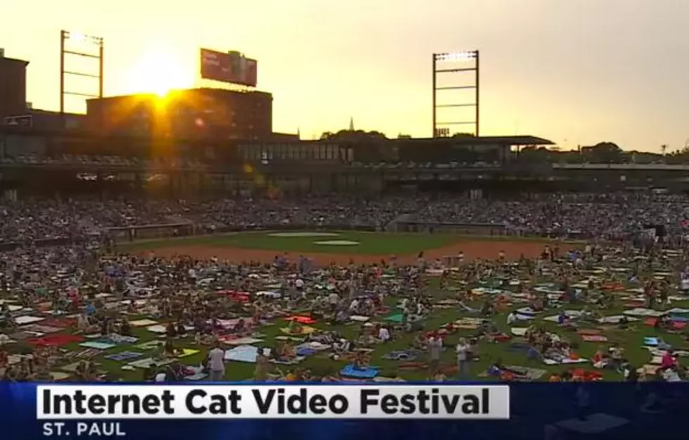 Here Kitty, Kitty &#8211; Over 11,000 Attend &#8216;Internet Cat Video Festival&#8217; in St. Paul