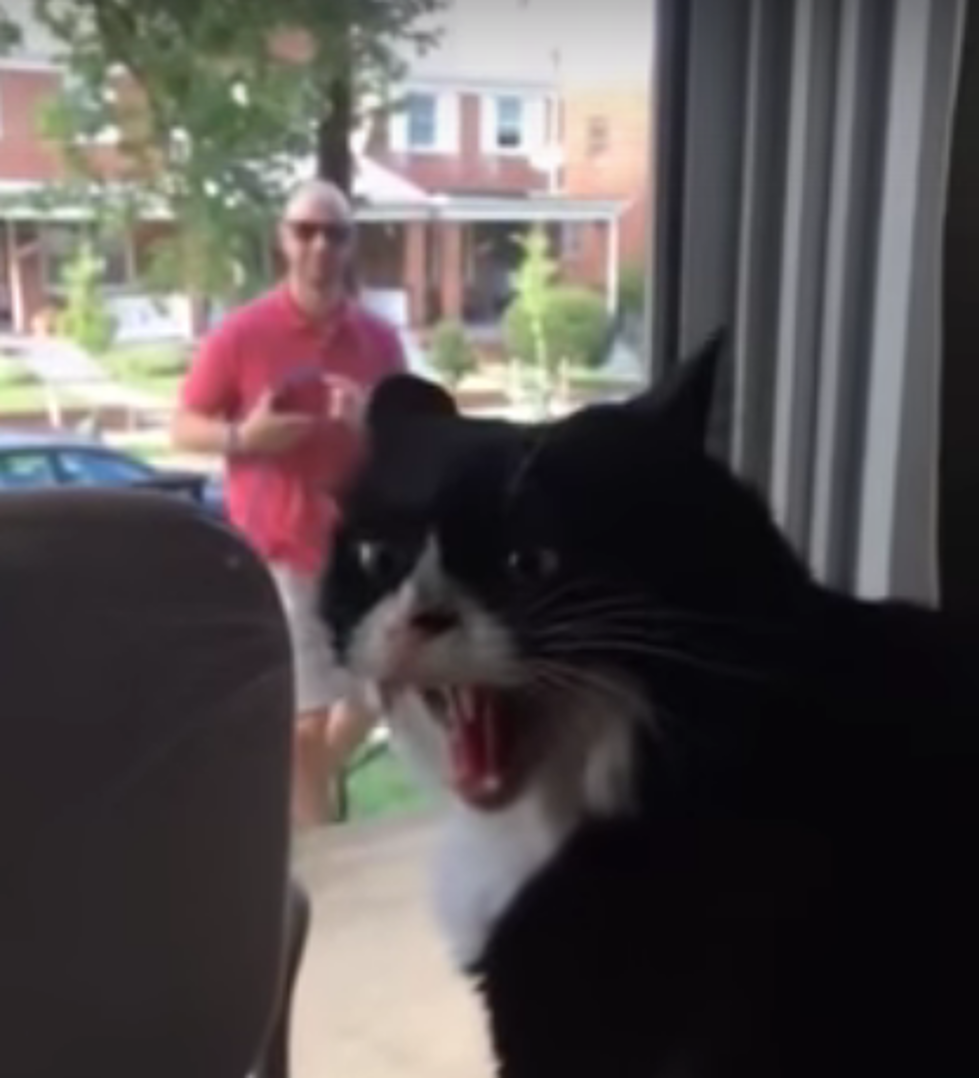 Cat Freaks Out When New Dog Arrives Home-Video