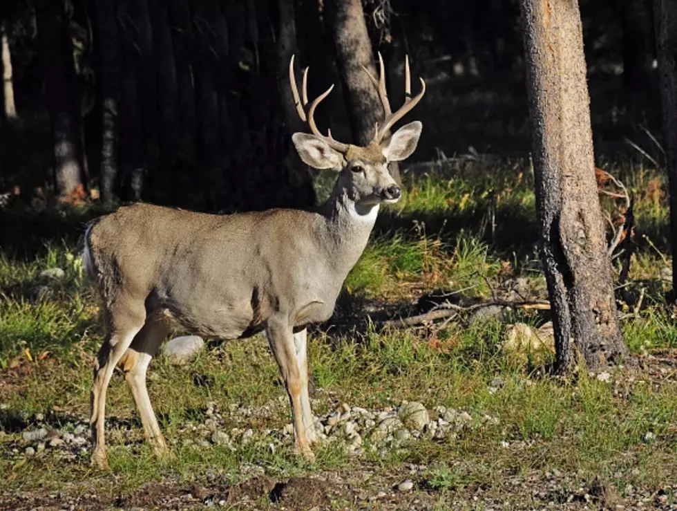 You&#8217;re More Likely to Hit a Deer This Year in Minnesota
