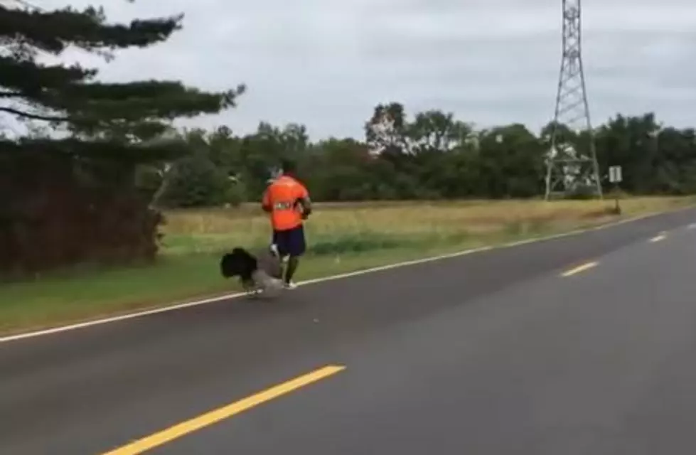 Watch a Jogger Get Chased by a Turkey