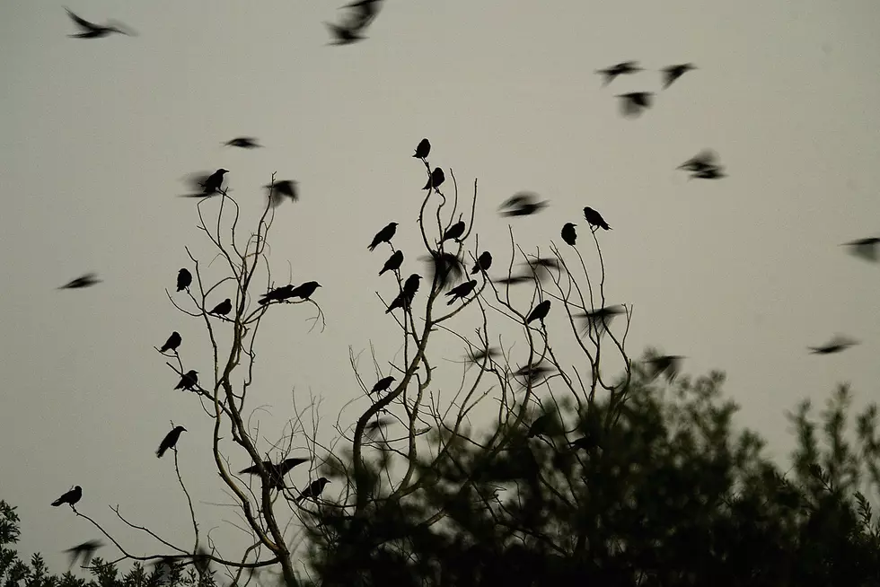 What&#8217;s With the Crow Problem in Minnesota?