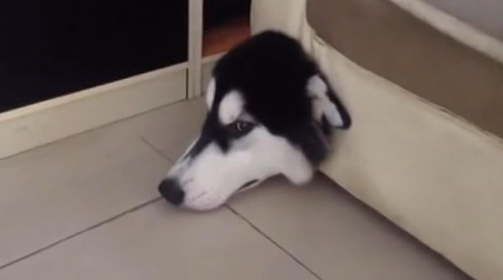 Adorable Husky Trapped in a Sofa [VIDEO]
