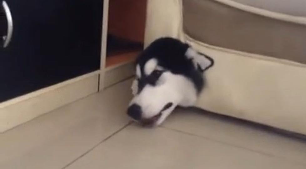 Adorable Husky Trapped in a Sofa [VIDEO]