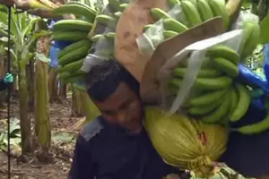 Bananas: From Tree To You-See How It&#8217;s Done
