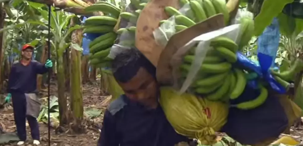 Bananas: From Tree To You-See How It’s Done