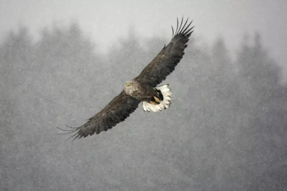 Minnesota State Patrol Rescues Another Injured Eagle