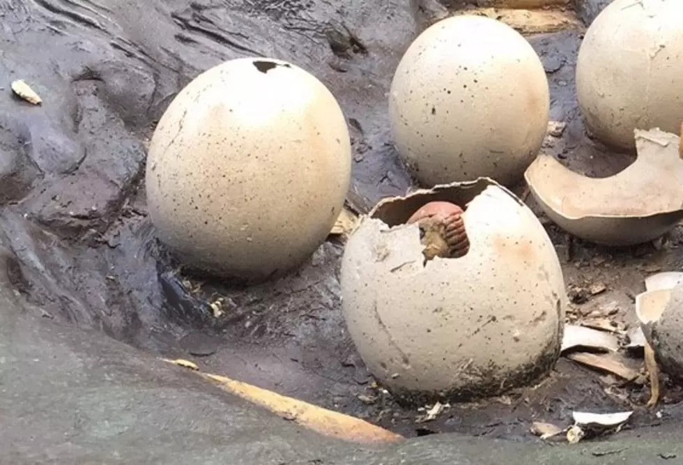 Fluffy Found and Returned to the Minnesota Zoo