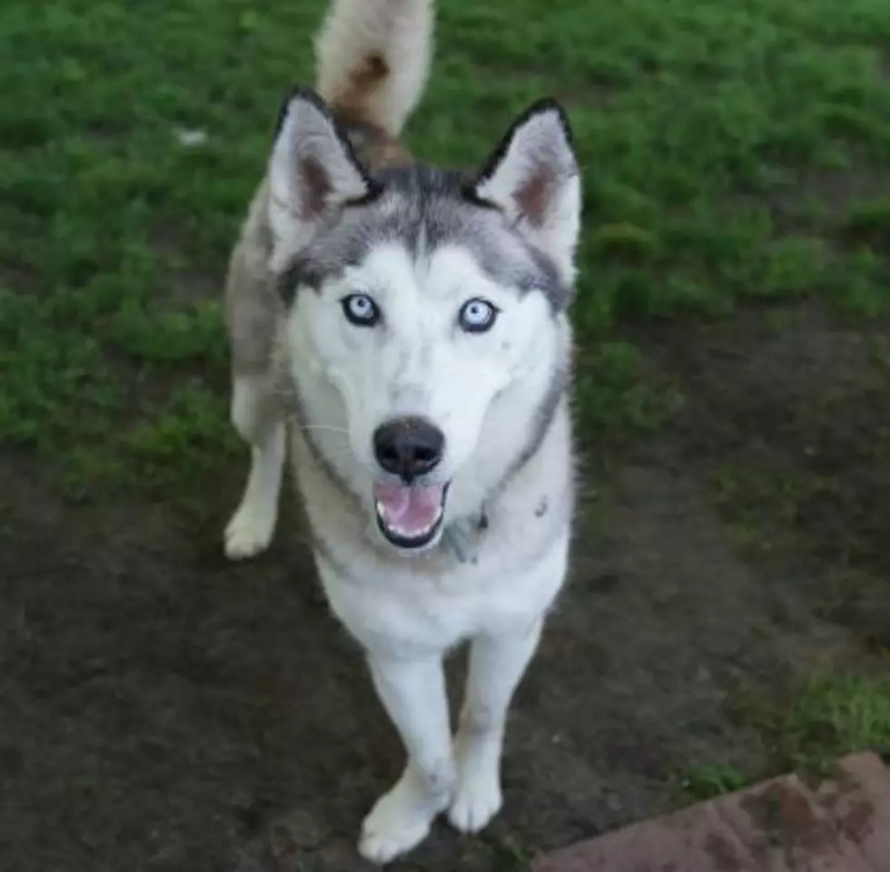 Happy Fur-iday From Miss Avacado!