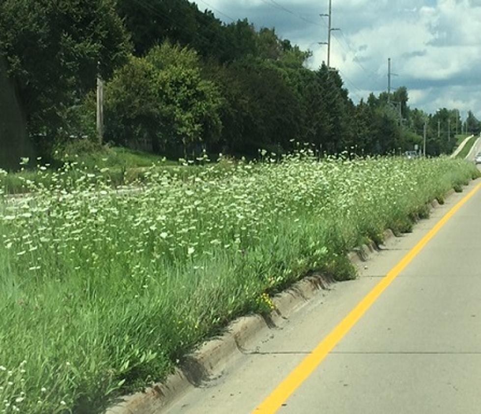 Rochester’s Most Overgrown Median