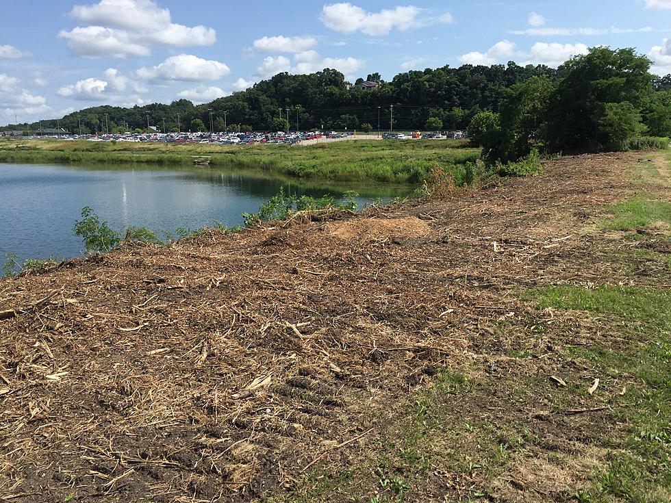Who Took Down All Those Trees at Cascade Lake in Rochester?