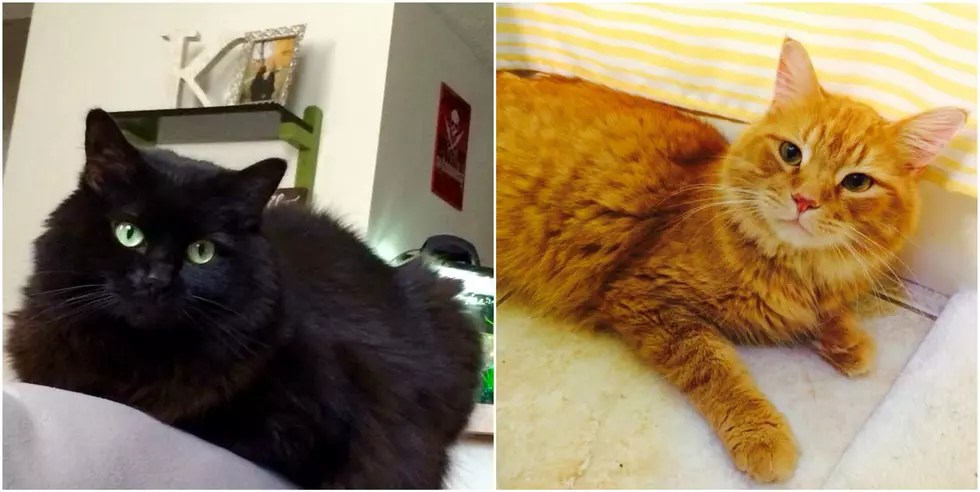Who Has The Cuter Cat? Vote Here!