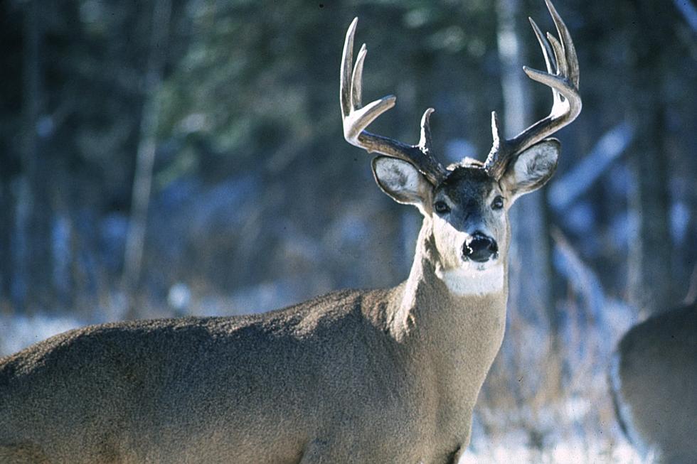 Minnesota Wants You To Be A Part of The Deer Management Plan