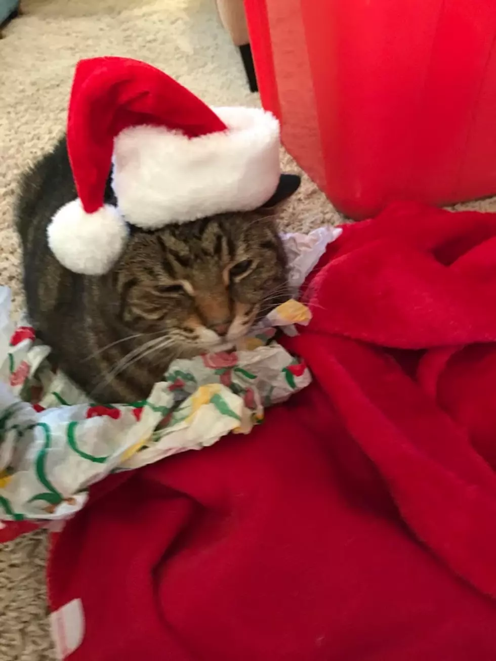 [pictures] Our Pets Wearing Santa Hats