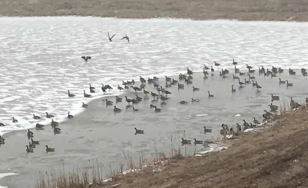 Are Rochester Geese Confused About The Weather Like We Are?