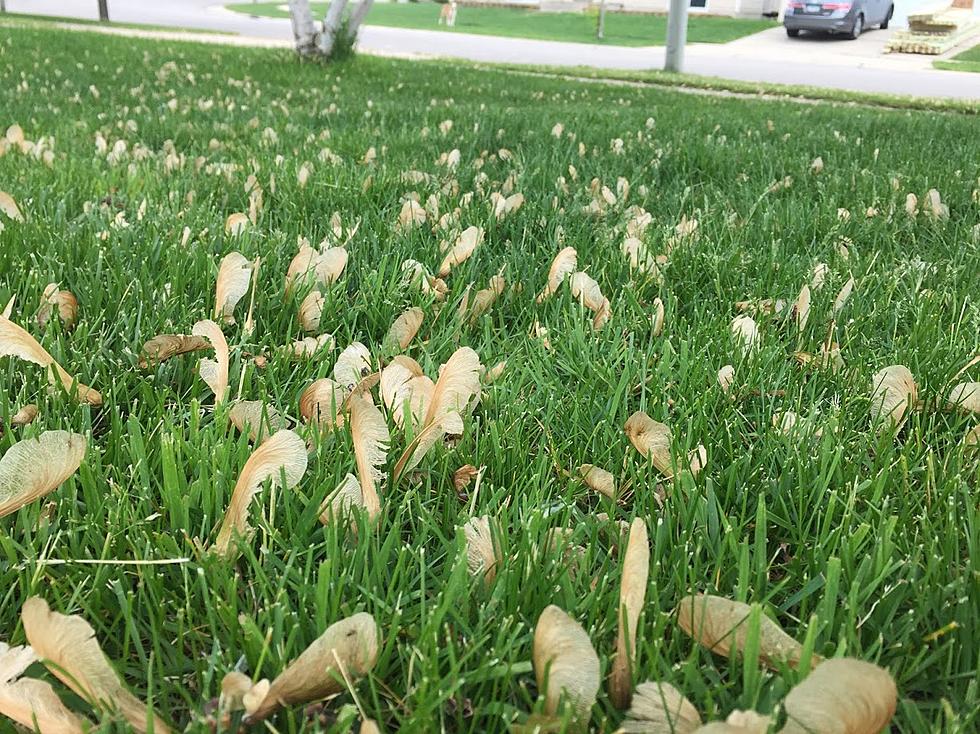 Do Maple Trees in Rochester Have A Lot of &#8216;Helicopters&#8217; This Year?