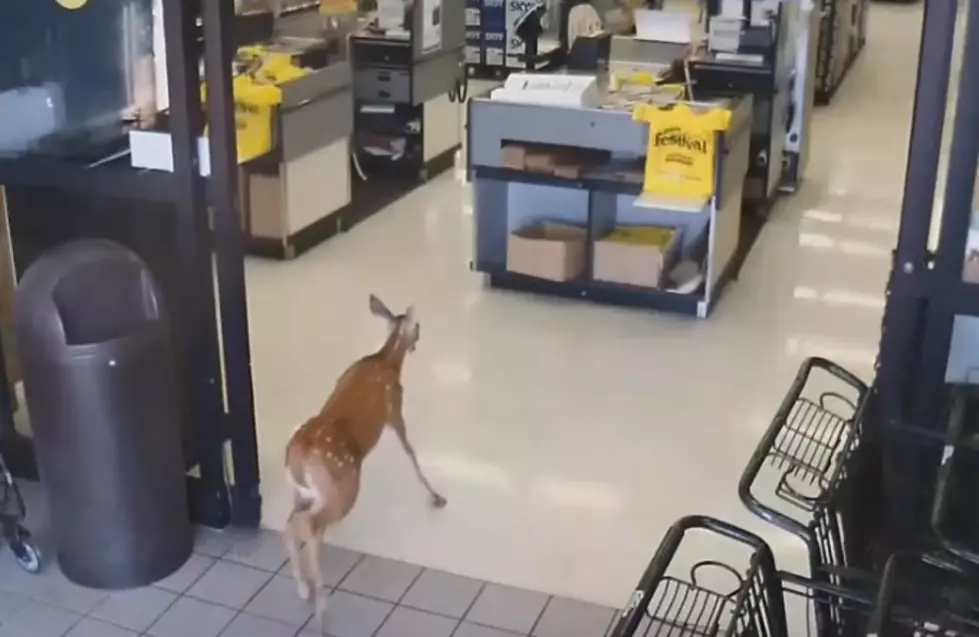 Only in Wisconsin: Deer Walks Through Liquor Store