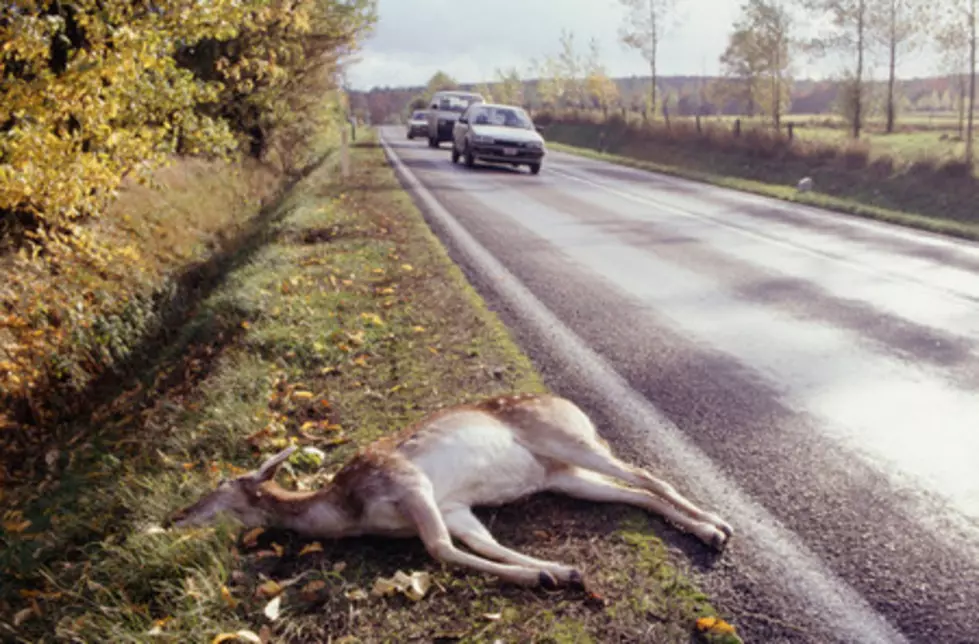 Deer Crashes Through Car Windshield on Highway 52