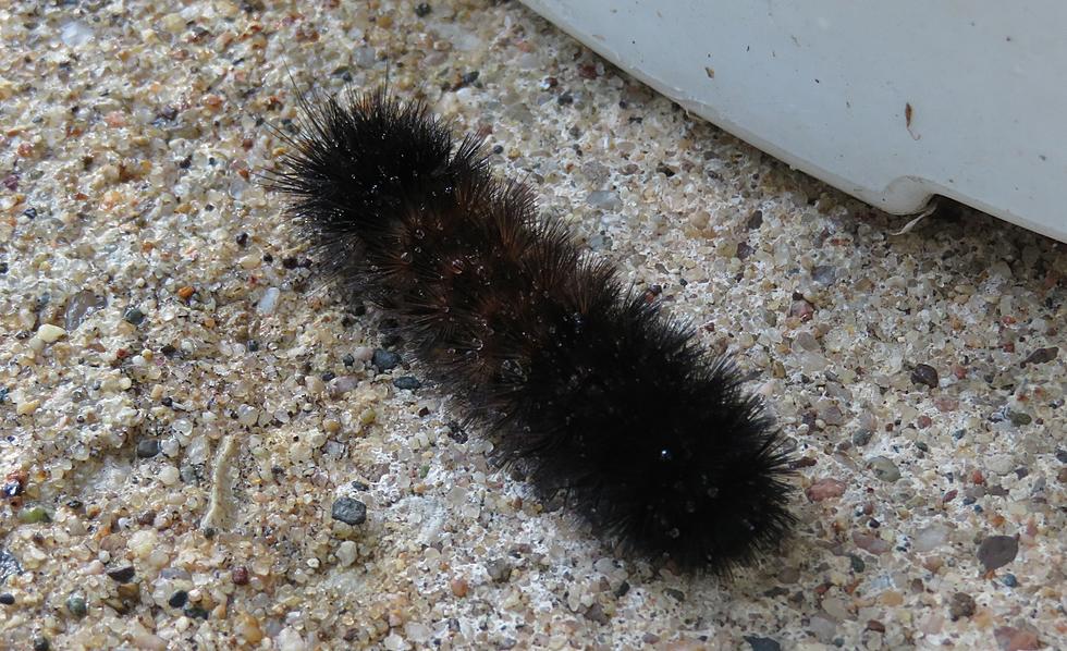 The Woolly Bear Cometh – Is There a Tough, Early Winter in Store?