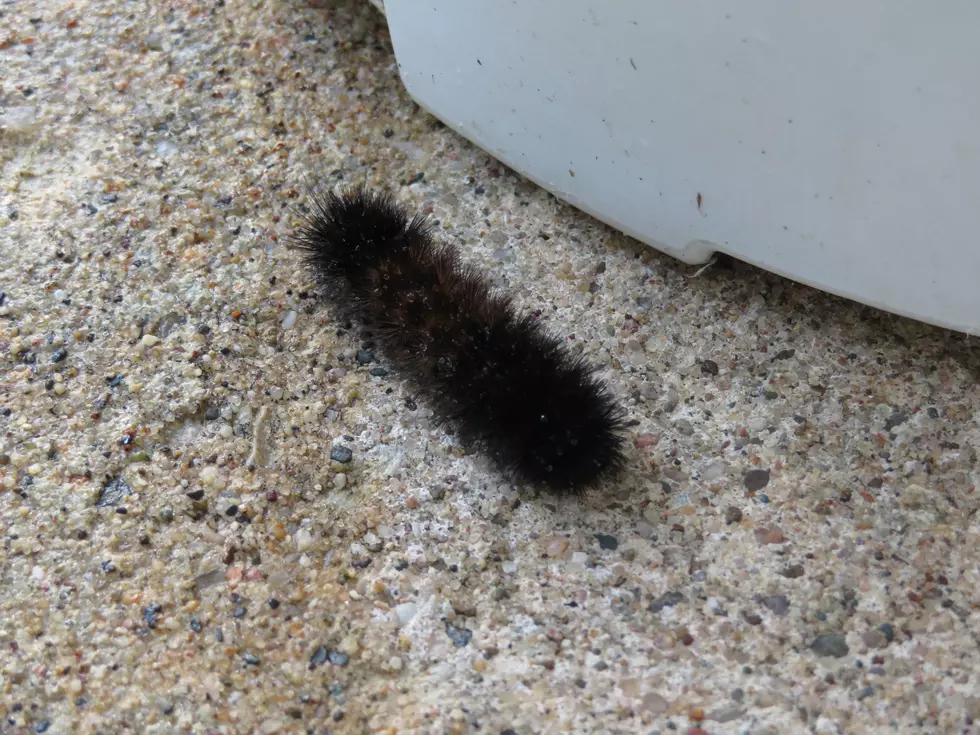 The Woolly Bear Cometh &#8211; Is There a Tough, Early Winter in Store?