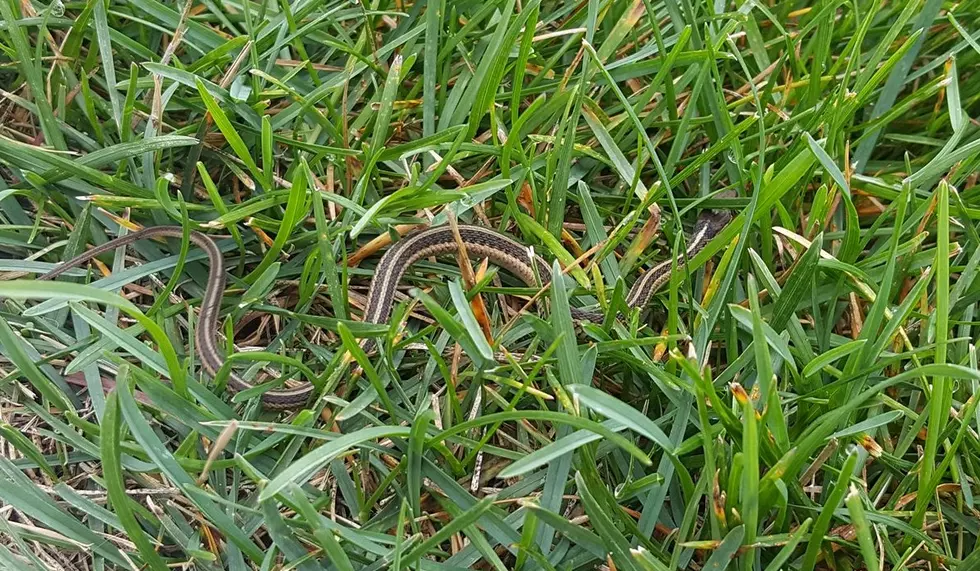 Have You Ssssseen This Type Of Snake In Southeast Minnesota?