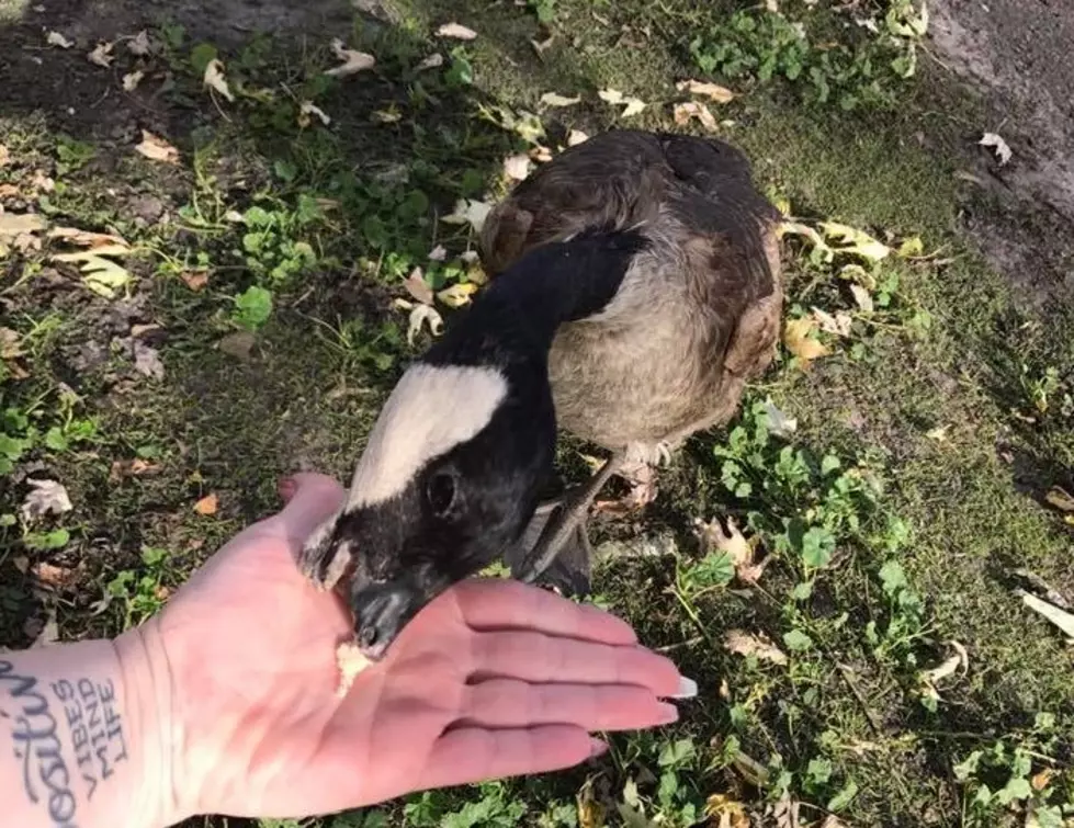 Rochester Falls In Love With A ‘Beak-less’ Goose