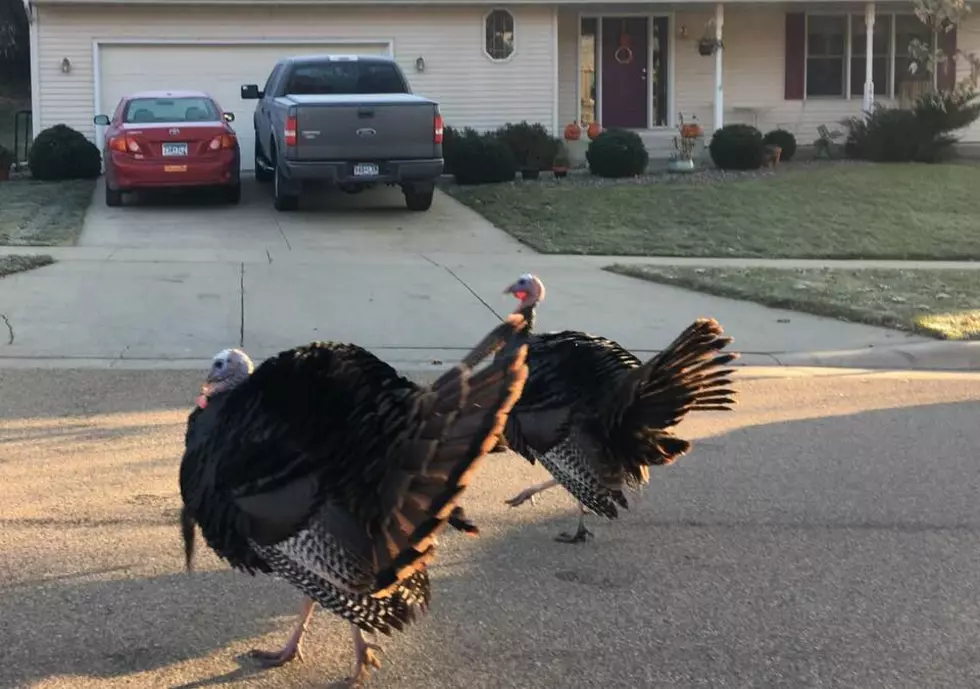 No Arrests Made For Jaywalking Rochester Turkeys 