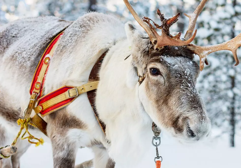 Live Reindeer Coming To Rochester