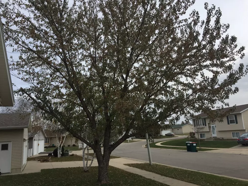 Here's Why Some Trees Are Still Hanging Onto Their Leaves