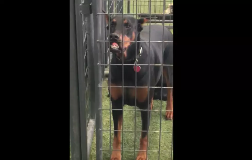 Rochester Doberman Can’t Wait To Play At This Pet Resort – [WATCH]