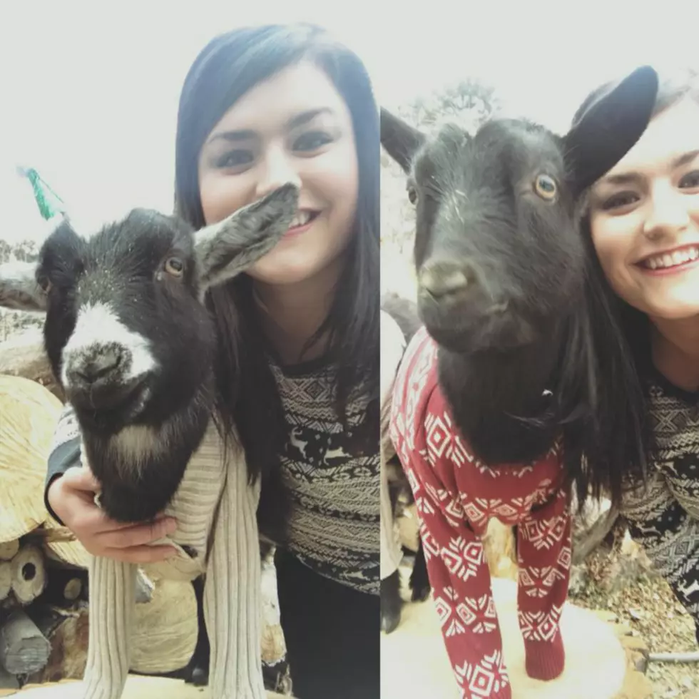 Rochester Goats In Festive Sweaters Are Everything – [PHOTOS]