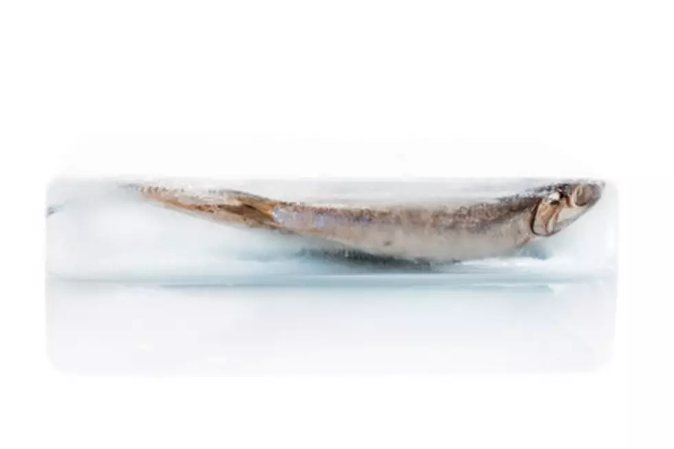 Only in Minnesota: Frozen Walleye Found in Ice Palace