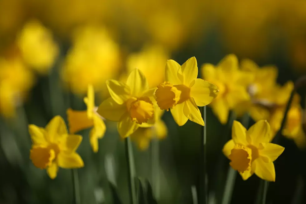 Rochester Organization Announces Daffodil Return