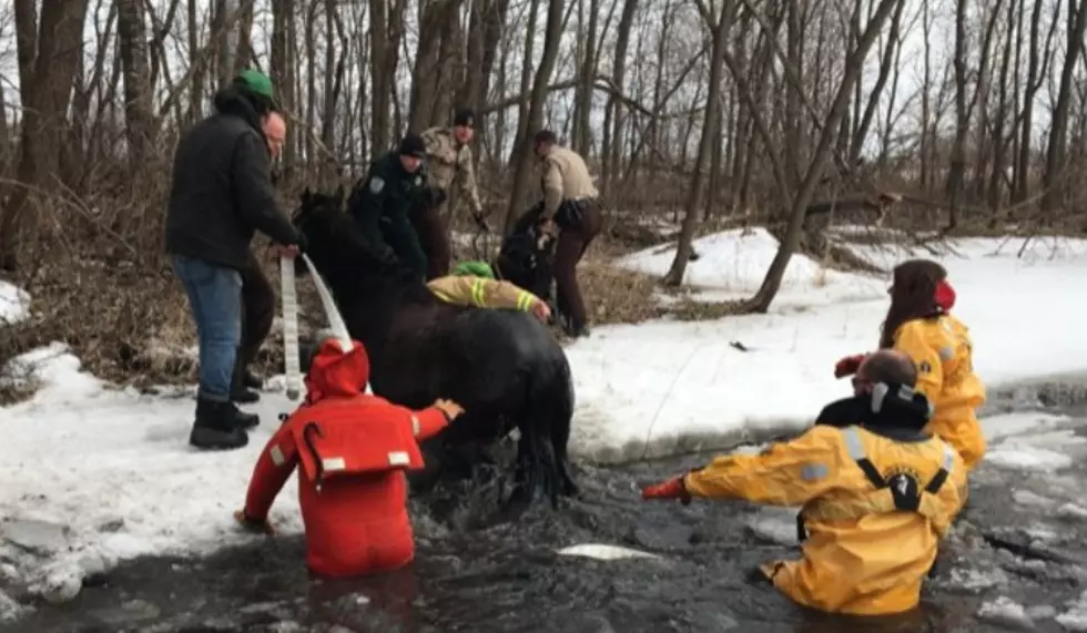 Crews Rescue Horse Who Fell Through Thin Ice in Minnesota