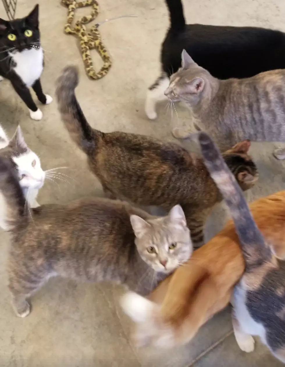 Guess What Caused This Freeborn County Cat Traffic Jam – [WATCH]