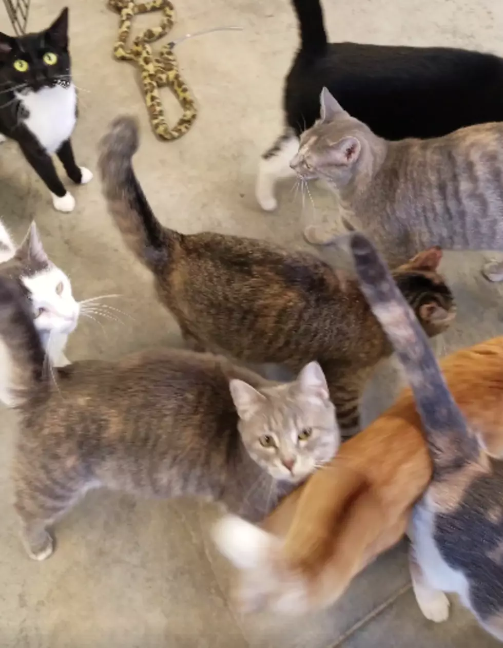 Guess What Caused This Freeborn County Cat Traffic Jam &#8211; [WATCH]