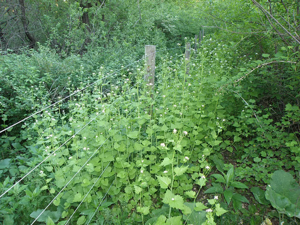 This Weed Is Restricted in Minnesota&#8211; But It Could Be in Your Yard!