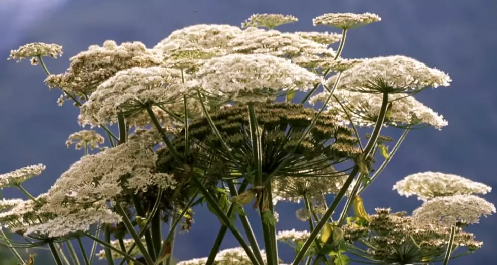 Touch This Plant And You Could Go Blind &#8212; Is It In Minnesota?
