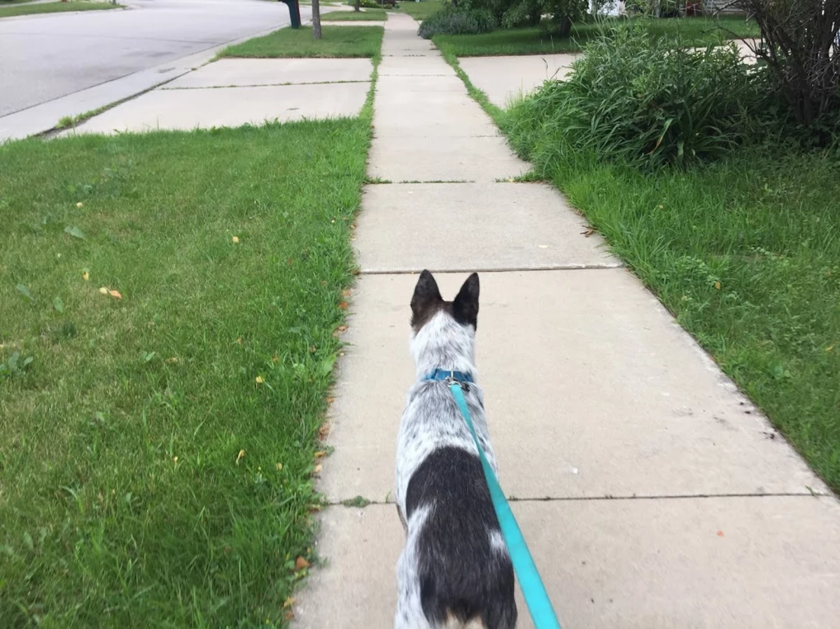 Walking Your Dog in Rochester Defies The Odds