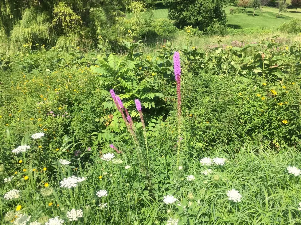 Do You Know What This Minnesota Purple Wildflower Is Called?