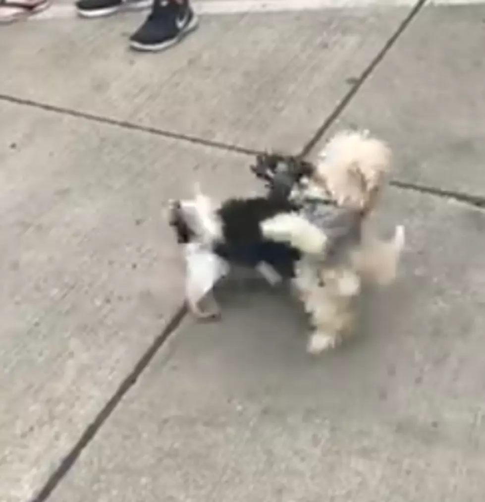 Dog Brawl In Downtown Rochester? - [WATCH]