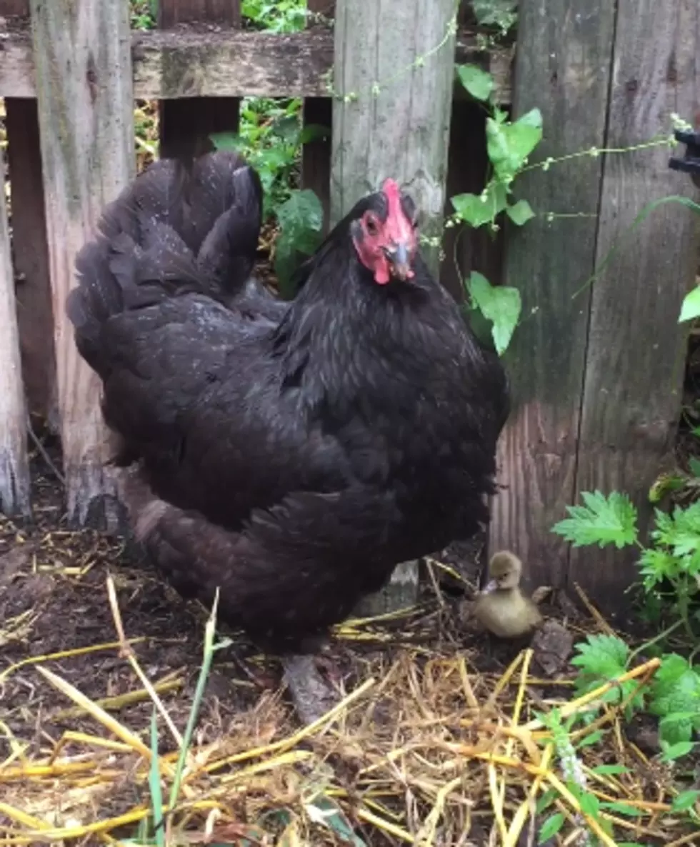 Oronoco Duckling Asks Hen, &#8216;Are You My Mother?&#8217; &#8211; [WATCH]