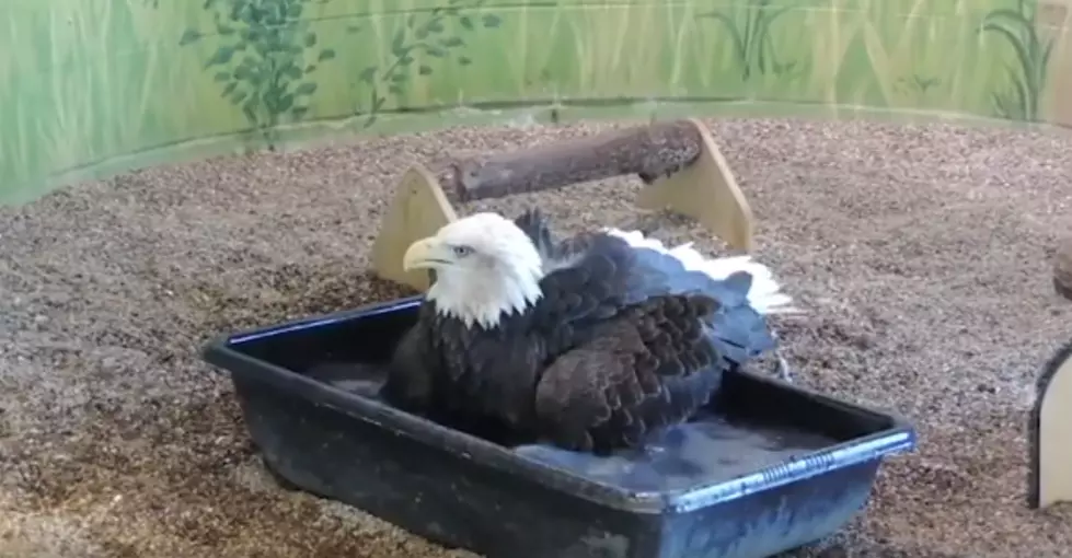 Wabasha Bald Eagle Takes A Bath – [WATCH]
