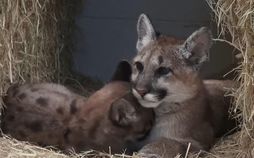 Mountain Lion Cubs Spotted in Minnesota